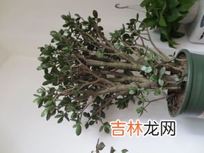 玉树和燕子掌的区别,玉树和燕子掌的区别