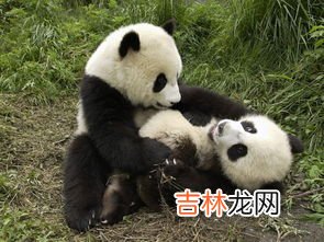 大熊猫有没有天敌,大熊猫真的没天敌吗