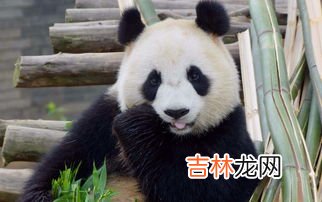 大熊猫有没有天敌,大熊猫真的没天敌吗