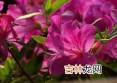 杜鹃花什么时候开,杜鹃花什么时候开