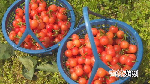 水晶樱桃咕噜肉的做法,四川樱桃肉的做法步骤图,四川樱桃肉怎么做