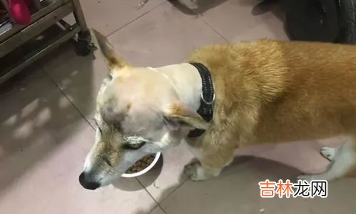 粘老鼠的胶用什么可以去除,粘老鼠胶怎么能洗掉