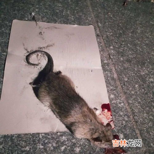 粘老鼠的胶用什么可以去除,粘老鼠胶怎么能洗掉
