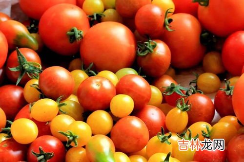 柿子是蔬菜还是水果,柿子是属于水果还是蔬菜
