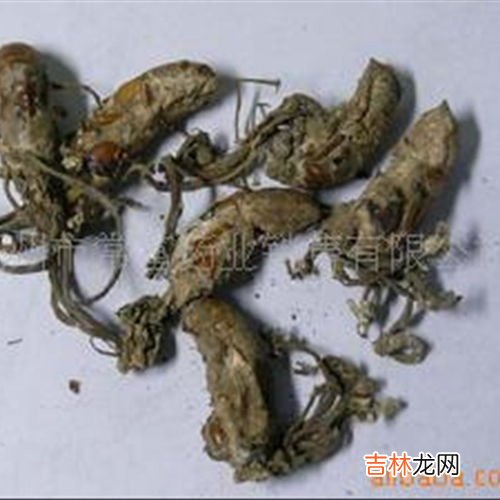 蝉花和金蝉花区别,金蝉花是什么，金蝉花详细介绍