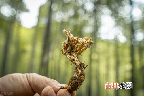 蝉花和金蝉花区别,金蝉花是什么，金蝉花详细介绍