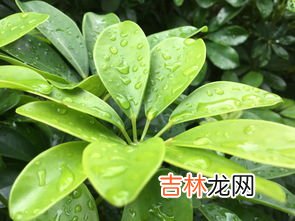 697是代表珍贵植物提取吗,化妆品691开头是含铅汞吗