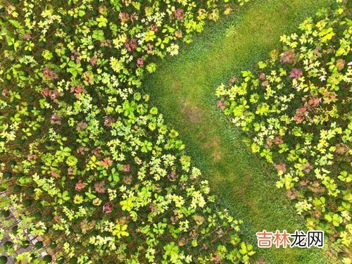 697是代表珍贵植物提取吗,化妆品691开头是含铅汞吗