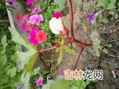 697是代表珍贵植物提取吗,化妆品691开头是含铅汞吗