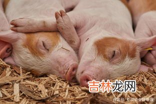 遇到五爪猪该怎么处理,杀年猪杀猪酱鱼到五指猪怎么办