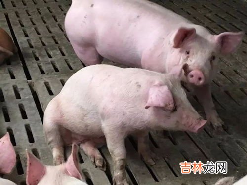 遇到五爪猪该怎么处理,杀年猪杀猪酱鱼到五指猪怎么办