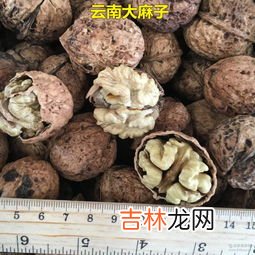 核桃产地,核桃是哪的特产 核桃属于哪里的特产