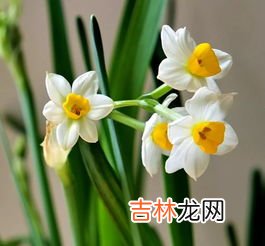 水仙是什么意思,水仙花的寓意是什么