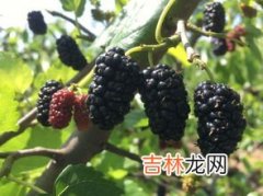 桑葚太酸了怎么处理变甜,想知道桑葚酸怎么让它变甜