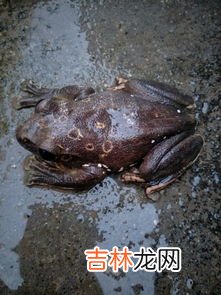 癞蛤蟆 癞蛤蟆会吃什么东西,小青蛙吃什么?