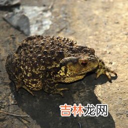 癞蛤蟆 癞蛤蟆会吃什么东西,小青蛙吃什么?