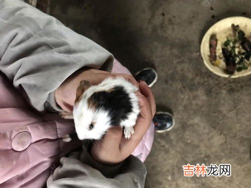 豚鼠能吃吗,荷兰猪可以吃吗?