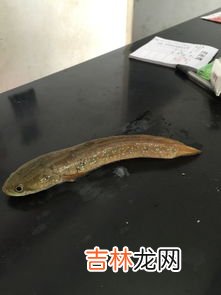 为什么吃黑鱼不能要头,吃黑鱼有什么要忌口的吗？