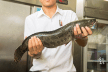 为什么吃黑鱼不能要头,吃黑鱼有什么要忌口的吗？