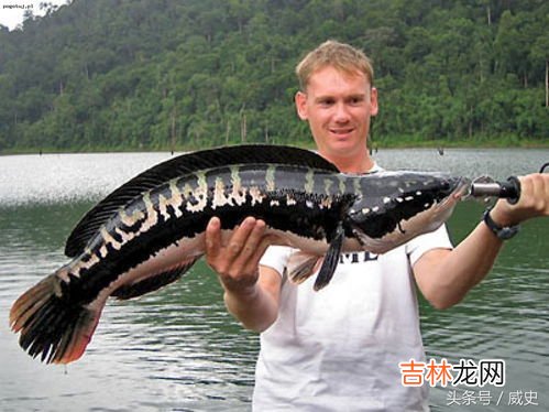 为什么吃黑鱼不能要头,吃黑鱼有什么要忌口的吗？