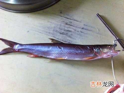为什么吃黑鱼不能要头,吃黑鱼有什么要忌口的吗？