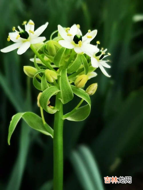 天鹅绒鲜花花语,天鹅绒鲜花花语