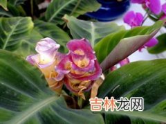 天鹅绒鲜花花语,天鹅绒鲜花花语