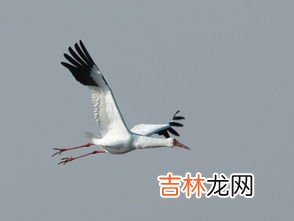 白鹤可以飞吗,想问一下白鹤会不会飞?