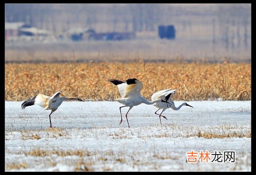 白鹤可以飞吗,想问一下白鹤会不会飞?