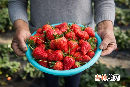 草莓放一晚上会坏吗,冬天草莓放一晚上会坏吗