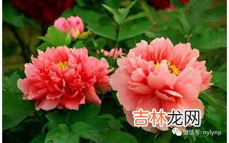 牡丹花的寓意和象征,牡丹花语象征与寓意是什么?