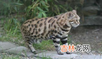 狮子是猫科动物吗,狮子是什么科？