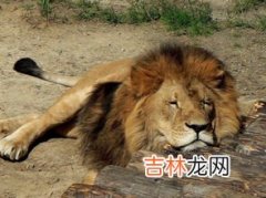 狮子是猫科动物吗,狮子是什么科？