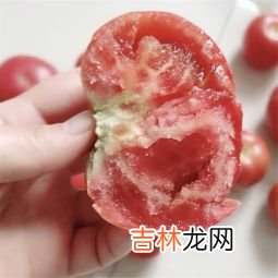 蚊子会吃什么食物,蚊子吃什么