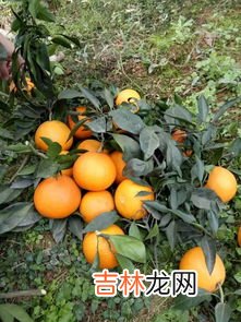 爱媛28与爱媛38哪个贵,“爱媛28”和“爱媛38”有什么区别