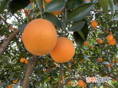 爱媛28与爱媛38哪个贵,“爱媛28”和“爱媛38”有什么区别