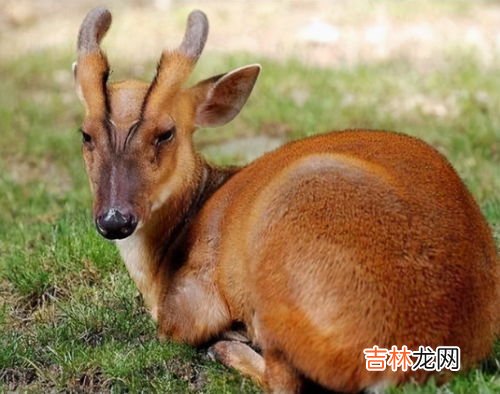黄麂子属于几级保护动物,麂子是几级保护动物