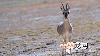 黄麂子属于几级保护动物,麂子是几级保护动物