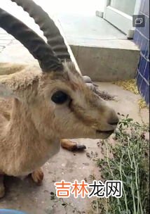 黄麂子属于几级保护动物,麂子是几级保护动物