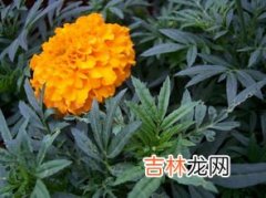 万寿菊有什么花语,万寿菊花语是什么意思