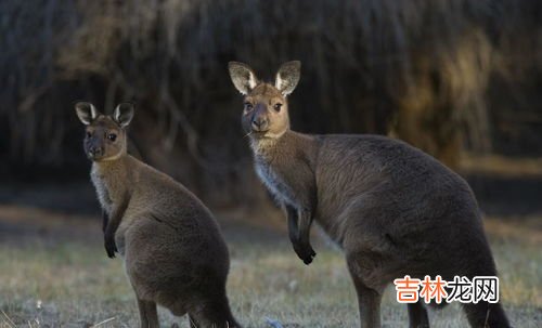 一只袋鼠一步约跳4什么,袋鼠一跳跳几米