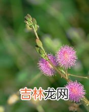含羞草的特点是什么,含羞草的特点
