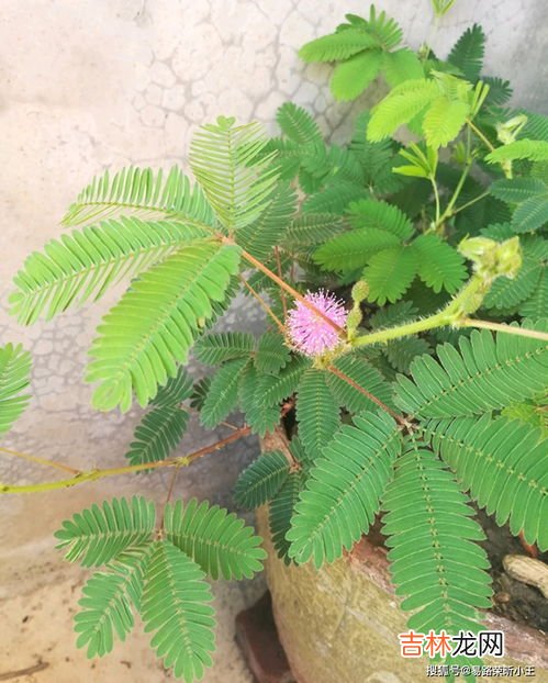 含羞草的特点是什么,含羞草的特点