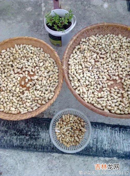 花生瓜子壳属于什么垃圾分类,瓜子壳是什么垃圾分类?