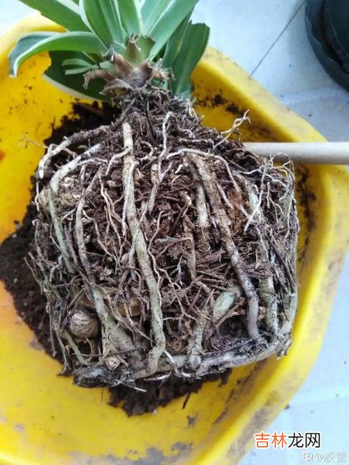 花生瓜子壳属于什么垃圾分类,瓜子壳是什么垃圾分类?
