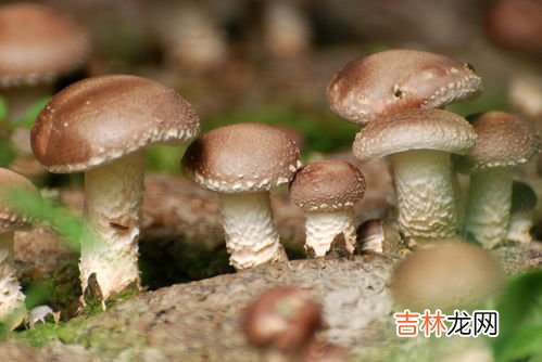 香菇长毛了洗洗还能吃吗,家里买的香菇发霉了还能吃吗？