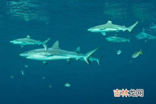 角鲨烯的作用,汤臣倍健角鲨烯软胶囊有什么功效
