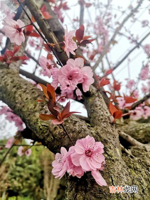 辛夷花是什么花,辛夷、红玉兰、紫玉兰的区别