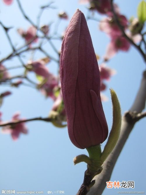辛夷花是什么花,辛夷、红玉兰、紫玉兰的区别