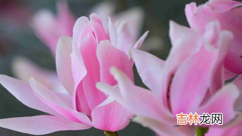 辛夷花是什么花,辛夷、红玉兰、紫玉兰的区别